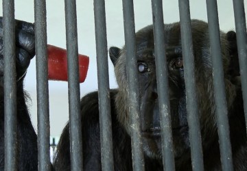 VÍDEO: Animais do Zoológico de Curitiba ganham picolés para se refrescar do calorão; máximas passam dos 30ºC na capital