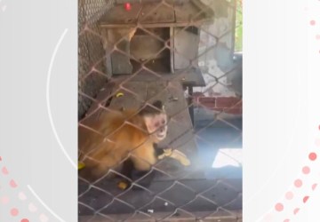 Polícia resgata macaco-prego que viveu 31 anos acorrentado pelo pescoço e preso em gaiola no Paraná