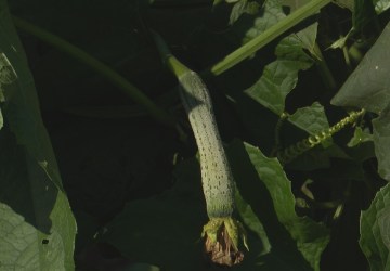 Além de item para higiene pessoal, bucha vegetal pode ser consumida como alimento; entenda