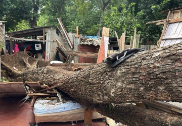 VÍDEO: Queda de árvore durante temporal atinge duas casas, em Foz do Iguaçu; ventos de até 98km/h foram registrados na cidade