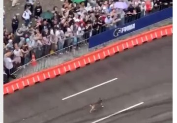 Cachorro caramelo invade 'pista de corrida' em evento de automobilismo e é aplaudido pelo público em Curitiba; VÍDEO