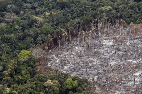 UE proíbe importação de madeira e soja se causar desmatamento na origem