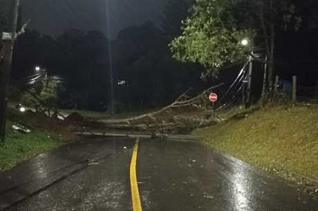 Forte chuva causa estragos e queda de árvore em Almirante Tamandaré e Curitiba