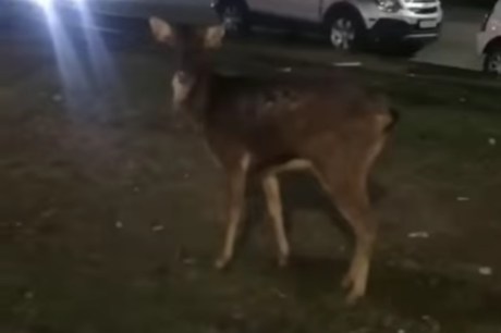 Veados são avistados perambulando pelas ruas de Almirante Tamandaré