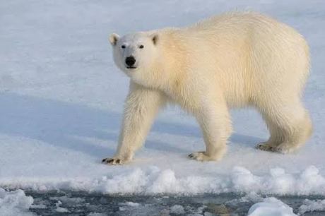 Morador confunde ovelha com urso polar e chamada para a Polícia viraliza nas redes sociais