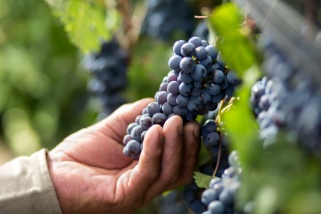 Cabernet Sauvignon X Cabernet Franc: qual é a diferença?