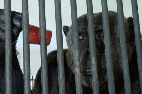 VÍDEO: Animais do Zoológico de Curitiba ganham picolés para se refrescar do calorão; máximas passam dos 30ºC na capital